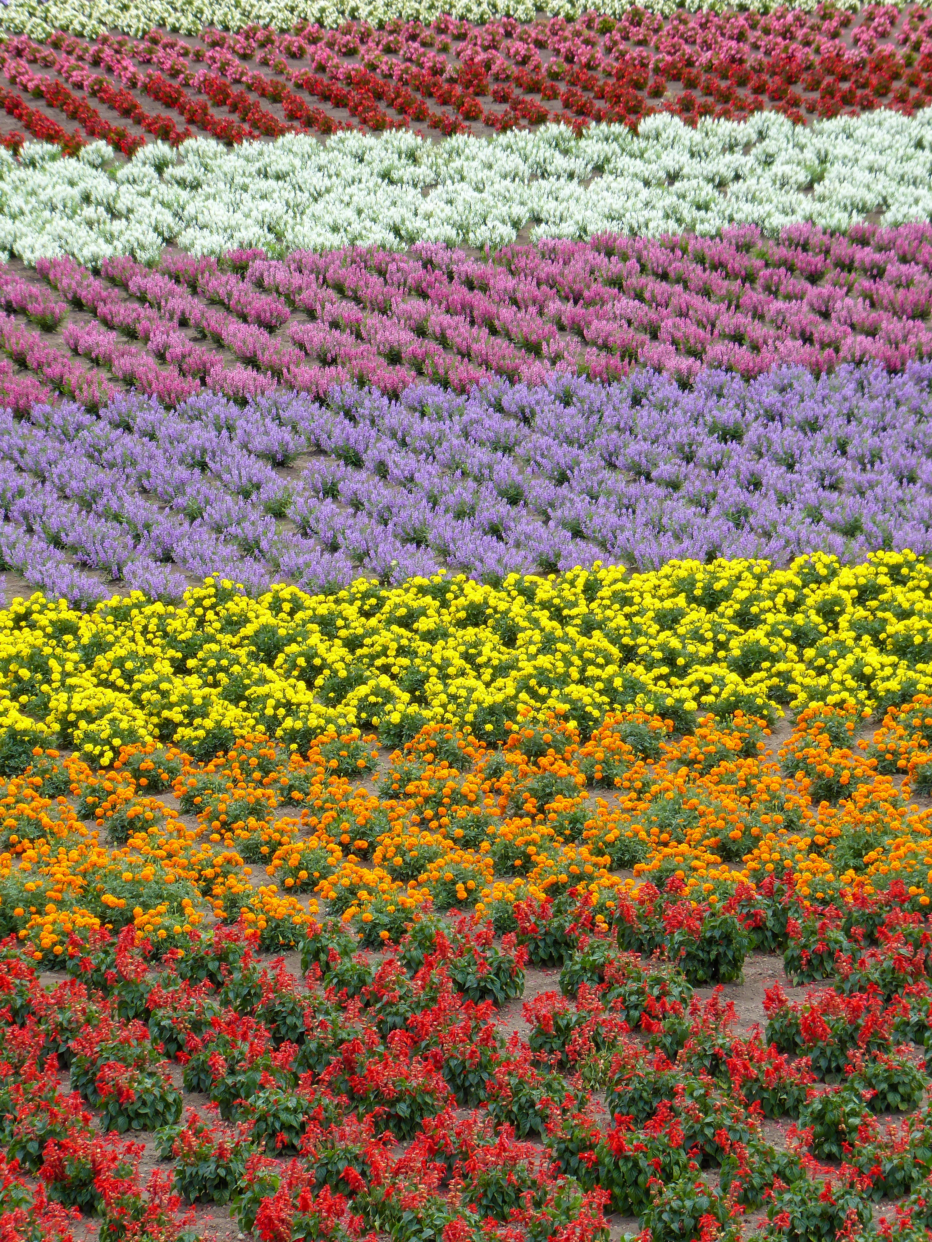 Flower fields photographed in Japan.