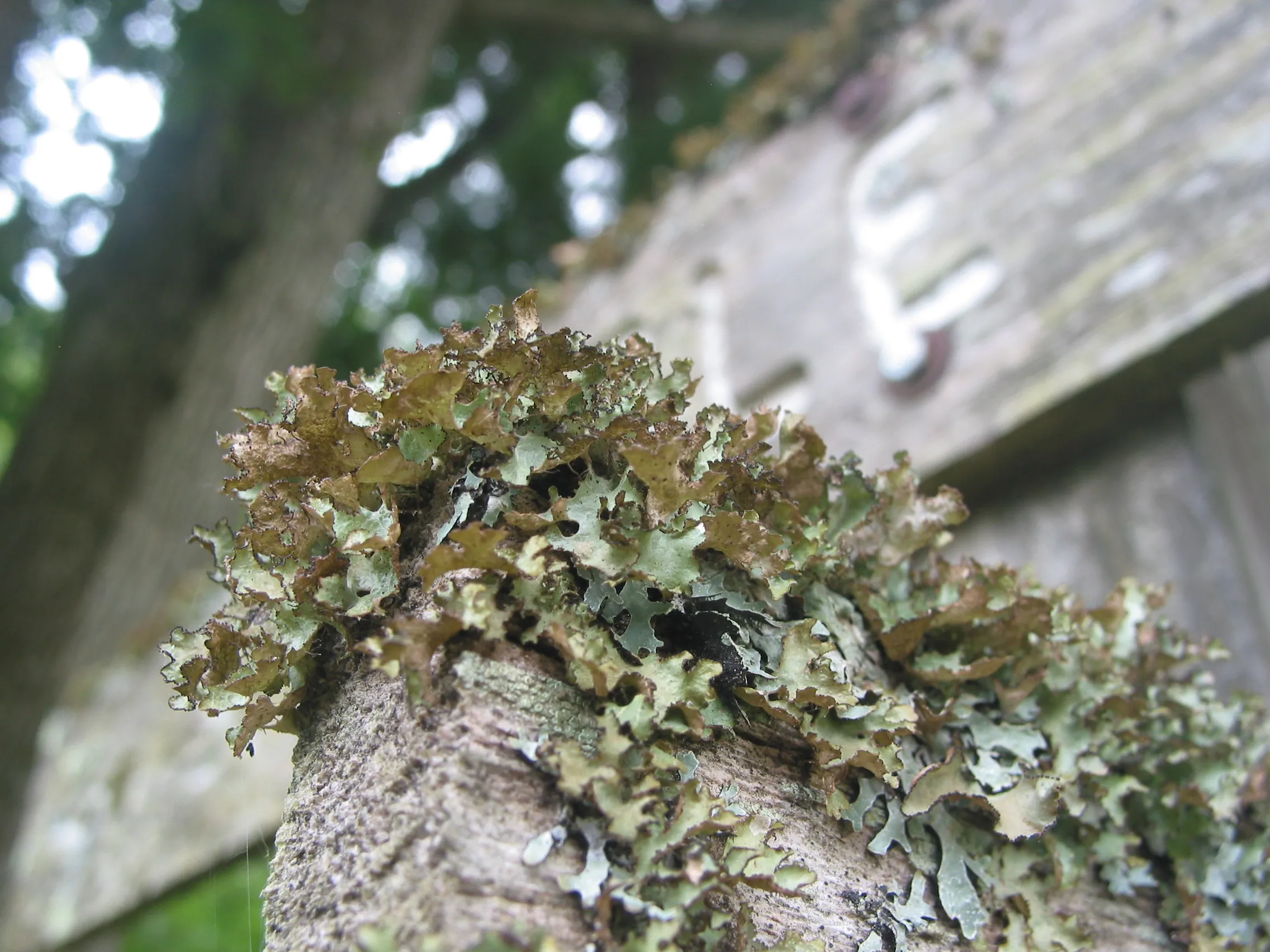 Macro photograph of lichen.