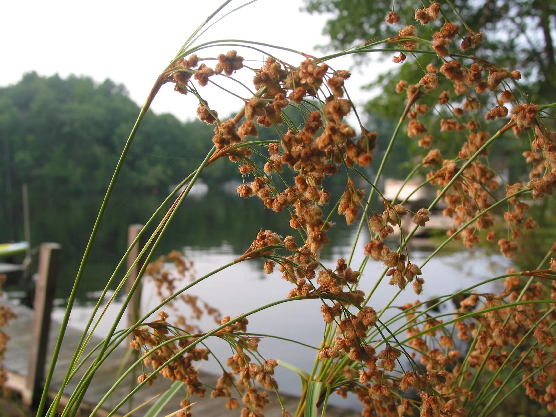 Orange flower near a lake photographed with the Canon PowerShot G2.